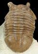 D, Asaphus Punctatus Trilobite - Russia #43676-3